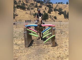 American Quarter Horse, Mare, 9 years, 14.3 hh, Palomino