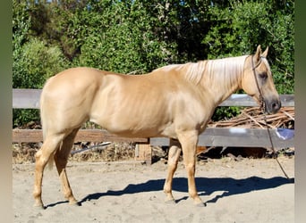 American Quarter Horse, Mare, 9 years, 14.3 hh, Palomino