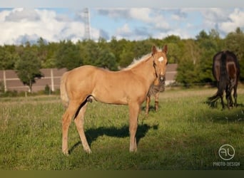 American Quarter Horse, Mare, 9 years, 14.3 hh, Palomino