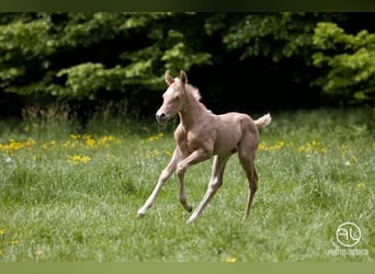 American Quarter Horse, Mare, 9 years, 14.3 hh, Palomino