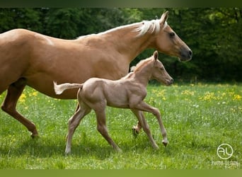 American Quarter Horse, Mare, 9 years, 14.3 hh, Palomino