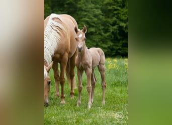 American Quarter Horse, Mare, 9 years, 14.3 hh, Palomino