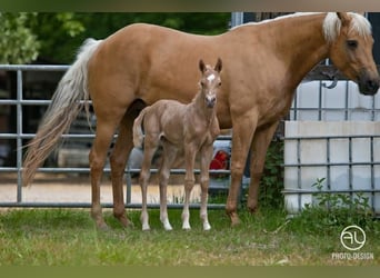 American Quarter Horse, Mare, 9 years, 14.3 hh, Palomino