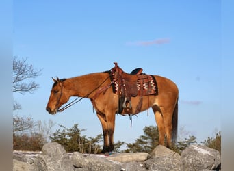 American Quarter Horse, Mare, 9 years, 14,3 hh, Red Dun