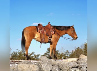 American Quarter Horse, Mare, 9 years, 14,3 hh, Red Dun