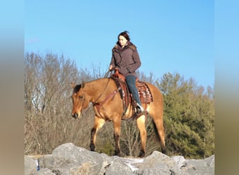 American Quarter Horse, Mare, 9 years, 14,3 hh, Red Dun