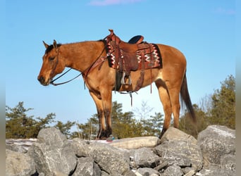 American Quarter Horse, Mare, 9 years, 14,3 hh, Red Dun