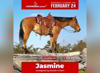 American Quarter Horse, Mare, 9 years, 14.3 hh, Red Dun