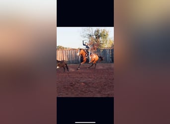 American Quarter Horse, Mare, 9 years, 14 hh, Bay
