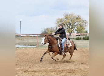 American Quarter Horse, Mare, 9 years, 14 hh, Bay