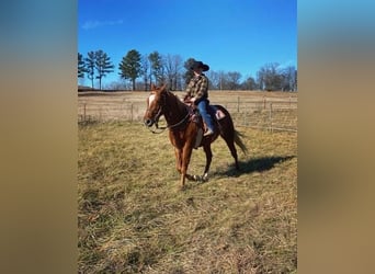 American Quarter Horse, Mare, 9 years, 14 hh, Chestnut