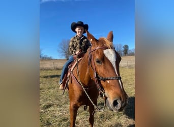 American Quarter Horse, Mare, 9 years, 14 hh, Chestnut