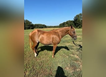 American Quarter Horse, Mare, 9 years, 14 hh, Chestnut