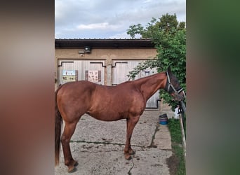 American Quarter Horse Mix, Mare, 9 years, 14,2 hh, Chestnut-Red