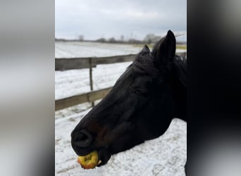 American Quarter Horse, Mare, 9 years, 14,2 hh