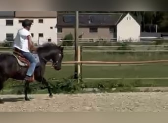 American Quarter Horse, Mare, 9 years, 14,2 hh