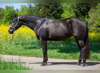American Quarter Horse, Mare, 9 years, 14,3 hh, Black