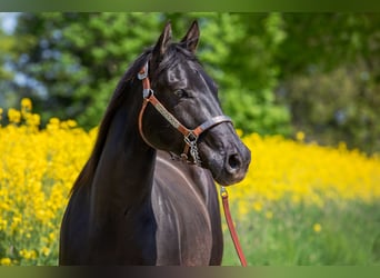 American Quarter Horse, Mare, 9 years, 14,3 hh, Black