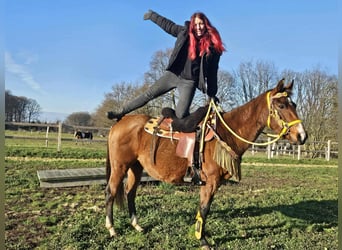 American Quarter Horse, Mare, 9 years, 14,3 hh, Brown