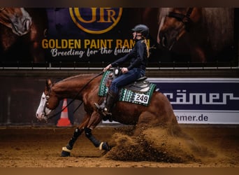 American Quarter Horse, Mare, 9 years, 14,3 hh, Chestnut-Red