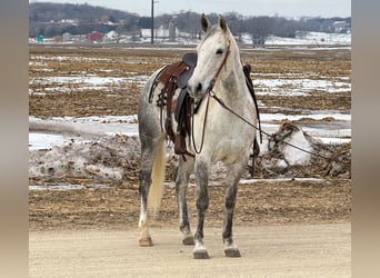 American Quarter Horse, Mare, 9 years, 14,3 hh, Grey