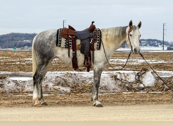 American Quarter Horse, Mare, 9 years, 14,3 hh, Grey