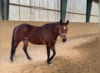 American Quarter Horse, Mare, 9 years, 15.1 hh, Brown