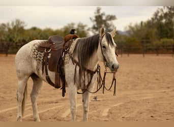 American Quarter Horse, Mare, 9 years, 15.1 hh, Gray