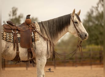 American Quarter Horse, Mare, 9 years, 15.1 hh, Gray