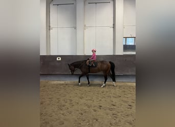 American Quarter Horse, Mare, 9 years, 15.2 hh, Bay-Dark