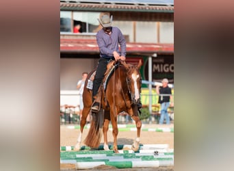 American Quarter Horse, Mare, 9 years, 15,2 hh, Chestnut-Red