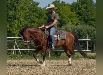 American Quarter Horse, Mare, 9 years, 15 hh, Bay