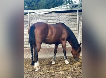 American Quarter Horse, Mare, 9 years, 15 hh, Bay
