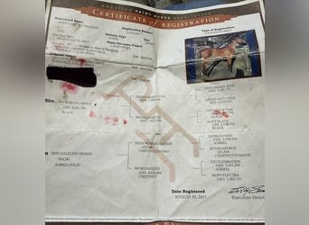 American Quarter Horse, Mare, 9 years, 15 hh, Bay