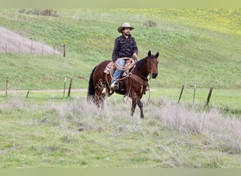 American Quarter Horse, Mare, 9 years, 15 hh, Bay