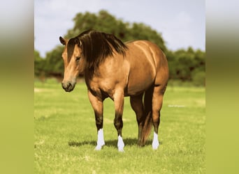 American Quarter Horse, Mare, 9 years, 15 hh, Buckskin