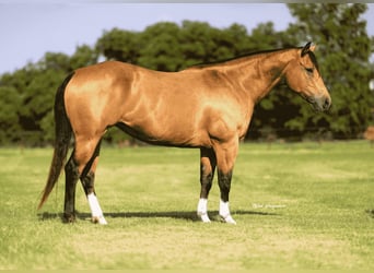 American Quarter Horse, Mare, 9 years, 15 hh, Buckskin