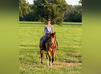 American Quarter Horse, Mare, 9 years, 15 hh, Buckskin