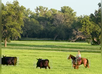 American Quarter Horse, Mare, 9 years, 15 hh, Buckskin