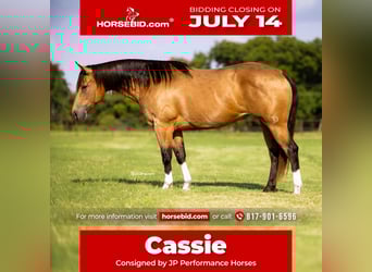 American Quarter Horse, Mare, 9 years, 15 hh, Buckskin