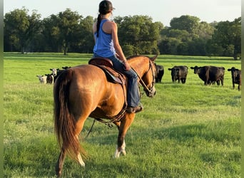 American Quarter Horse, Mare, 9 years, 15 hh, Buckskin