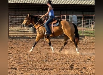 American Quarter Horse, Mare, 9 years, 15 hh, Buckskin