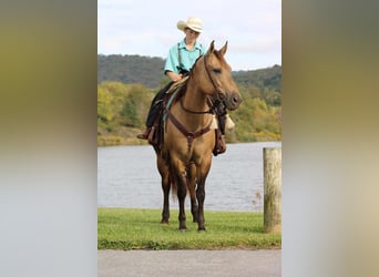 American Quarter Horse, Mare, 9 years, 15 hh, Buckskin