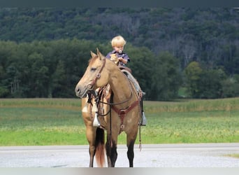 American Quarter Horse, Mare, 9 years, 15 hh, Buckskin