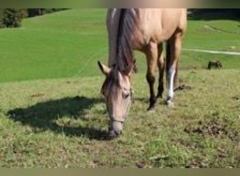 American Quarter Horse, Mare, 9 years, 15 hh, Buckskin