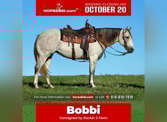 American Quarter Horse, Mare, 9 years, 15 hh, Grey