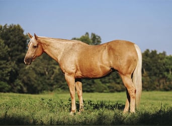 American Quarter Horse, Mare, 9 years, 15 hh, Palomino