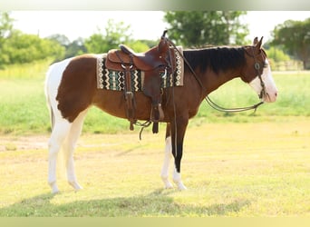 American Quarter Horse Mix, Mare, 9 years, 15 hh, Pinto