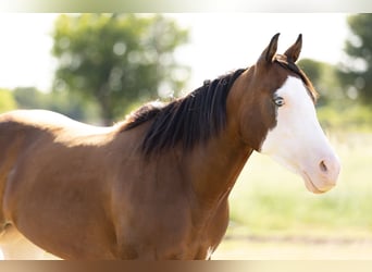 American Quarter Horse Mix, Mare, 9 years, 15 hh, Pinto
