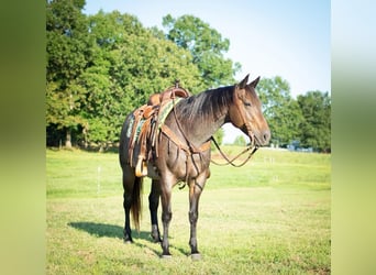 American Quarter Horse, Mare, 9 years, 15 hh, Roan-Bay